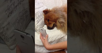 엄마가 그리운 댕댕이 | 인스티즈