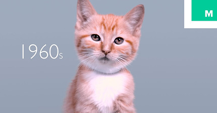 100 Years of Kitten Beauty in 60 Seconds