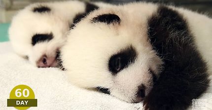 The first 100 Days of Mei Lun and Mei Huan