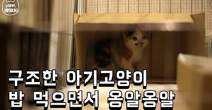 옹알거리는 아기고양이 | 인스티즈