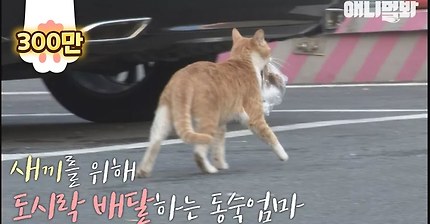 사료 봉지를 물고가는 고양이의 속사정 | 인스티즈