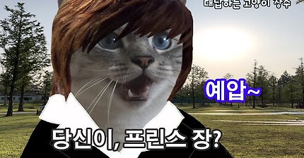 대답하는 고양이 장수 모음 | 인스티즈