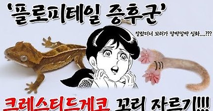 애완 도마뱀의 꼬리를 직접 잘라 보자 | 인스티즈