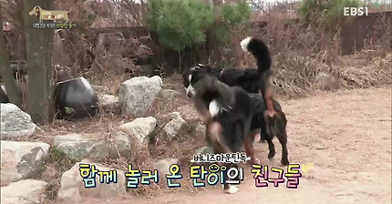 지리는 강아지 강씨 강형욱 훈련사님의 위엄 | 인스티즈
