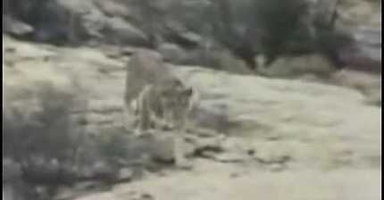 주인 알아보는 사자 | 인스티즈