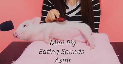 ASMR 세계최초 미니피그의 리얼이팅사운드 (feat. 음식앞에서의 나의모습) | 인스티즈