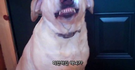 잘못을 걸린 강아지 덴버 | 인스티즈