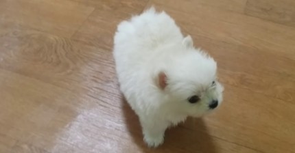 너무 무섭게 짖는 강아지 | 인스티즈