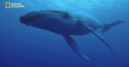 바다의 평화로운 거인 혹등고래의 진실 | 인스티즈