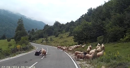 사람공격하는 양 | 인스티즈