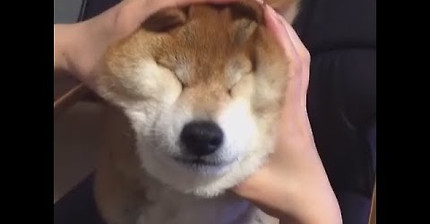 반죽 시바 | 인스티즈