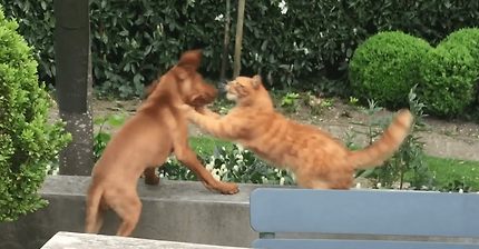 내 가족을 건드렸겠다? 공격당하는 강아지를 본 고양이는 가만있을 수 없었다! | 인스티즈