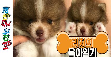 새로운 식구 리치! 리치의 육아일기 [섭이는못말려]