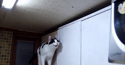 갸우뚱거리는 고양이 | 인스티즈