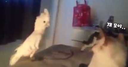 앵무새의 소리를 듣고 놀란 고양이 | 인스티즈