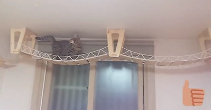 집사의 로망 고양이 놀이터... | 인스티즈