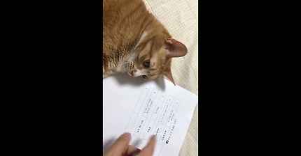 고양이 투표영상 | 인스티즈