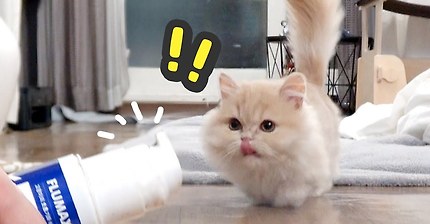 맛없는 영양제를 너무 좋아하는 고양이(...짱덕사주의) | 인스티즈