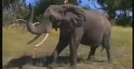 야생동물과 교감하는 아프리카 소녀 티피 | 인스티즈