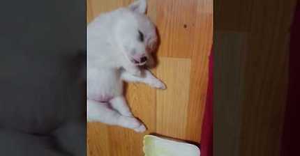 아가댕댕이의 잠꼬대 | 인스티즈