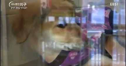 EBS 강아지 공장을 아시나요? / 강아지 공장에 갑니다 | 인스티즈