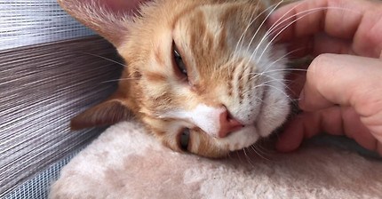 고양이 asmr | 인스티즈