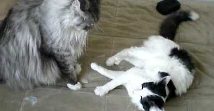 메인쿤 vs 보통 냥이 체급차이 | 인스티즈