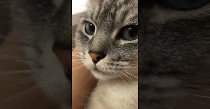 꼬리 모르고 밟아서 화난 장수