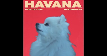 강아지가 부르는 하바나 | 인스티즈