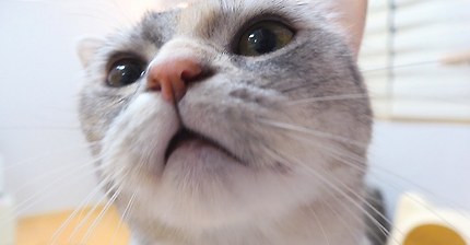 예쁘다 했더니 뽀뽀하는 고양이 | 인스티즈