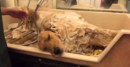 골든 리트리버 목욕시키기