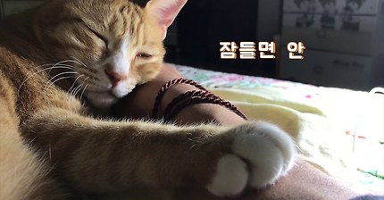 고양이가 행복한 꿈을 꾸었습니다.