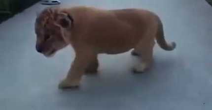 애기사자 울음소리(위협주의) | 인스티즈