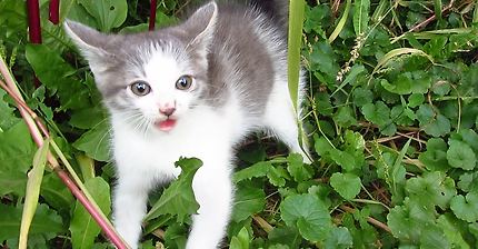 인간 남자를 처음 본 아기고양이 | 인스티즈