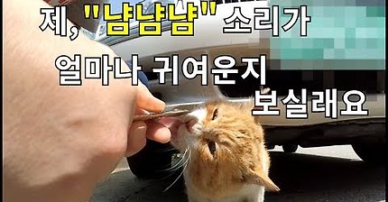 밥을 먹으면서 냠냠 소리내는 길고양이 | 인스티즈