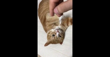 고양이와 쌀, 보리 게임을 해 보았습니다.