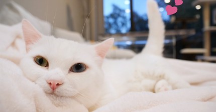 고양이 딸꾹질 소리 (feat. 꼬부기) | 인스티즈