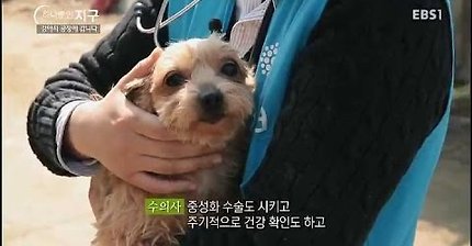 EBS 강아지 공장을 아시나요? / 강아지 공장에 갑니다 | 인스티즈