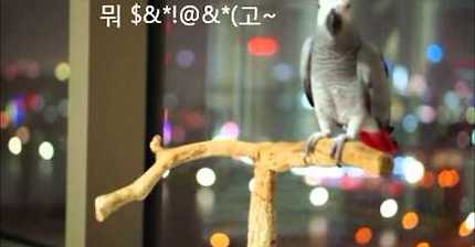 말하는 회색 앵무 해리.avi | 인스티즈