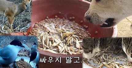 강아지 빙어 먹방 | 인스티즈