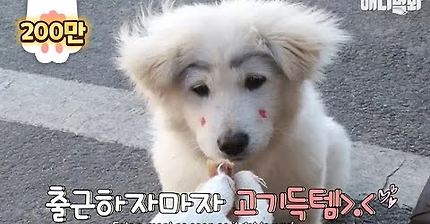 고깃집에 출퇴근하는 짱구눈썹 멍뭉이 1탄 | 인스티즈