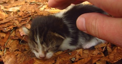귀여운 고양이 뿌시래기들 | 인스티즈