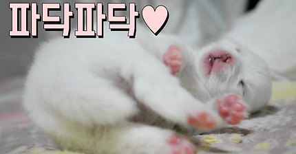 파닥파닥 거리는 포메라니안 새끼 (태어난지 13일째) | 인스티즈