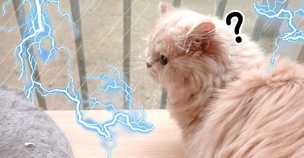 태어나서 천둥소리 처음들어본 고양이(feat. 인절미 먼치킨) | 인스티즈