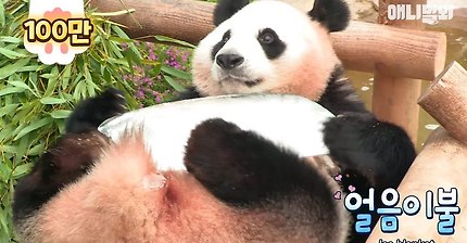 귀요미 판다의 여름나기 | 인스티즈