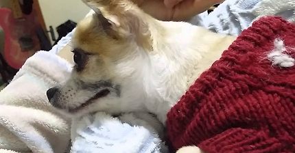 긁어주면 입이 길어지는 강아지 | 인스티즈