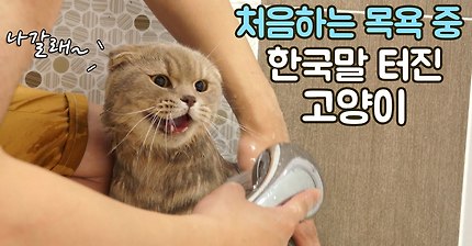 태어나서 처음하는 목욕 중 한국말 터진 고양이 이즈 | 인스티즈
