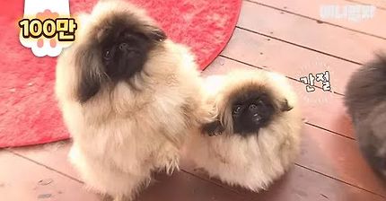 지구 뿌시는 페키니즈 새끼 개싸움ㅋㅋㅋㅋ