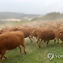 가뭄으로 흙먼지 날리는 대관령 초지