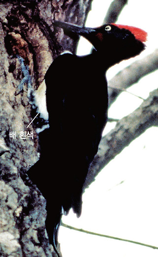 크낙새 수컷(1986.3. 경기 포천 국립수목원)